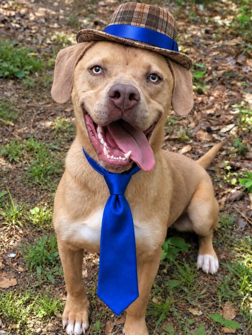 Photo of Golden Lab, Yellow Lab Mix, adoptable Yellow Labrador Retriever in Mt. Laurel, New Jersey