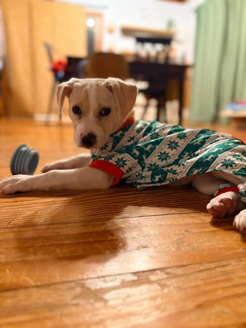 Photo of Josie (Mascot litter), adoptable German Shepherd Dog in Holly Springs, North Carolina