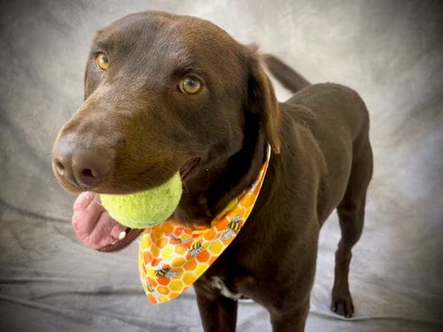 Photo of Axel, adoptable Labrador Retriever in Salinas, California