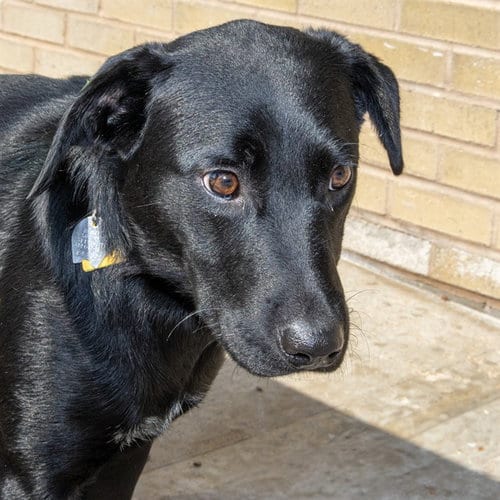 Photo of Weeny, adoptable Labrador Retriever in St Louis, Missouri