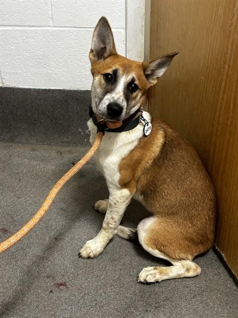 Photo of Charlie, adoptable German Shepherd Dog in Forestville, Maryland