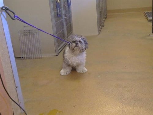 Photo of Cash, adoptable Shih Tzu in Sacramento, California