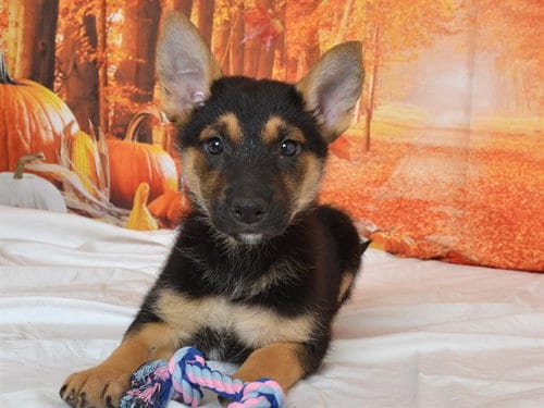 Photo of Sabrina, adoptable German Shepherd Dog in Oroville, California