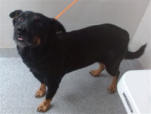 Photo of Honey, adoptable German Shepherd Dog in Pasadena, Texas