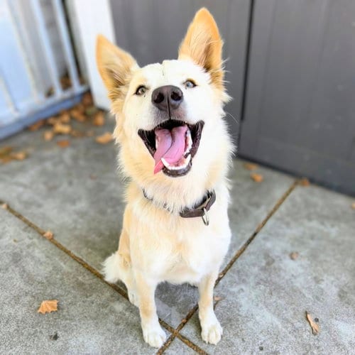 Photo of Buttercup, adoptable Unknown breed in Oakland, California