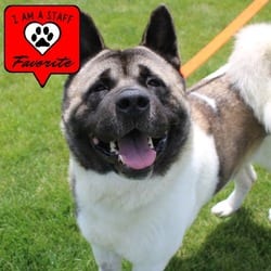 Photo of Groot, adoptable Akita in Champaign, Illinois