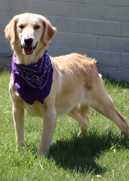 Photo of Lacey, adoptable Golden Retriever in Glendale, Arizona