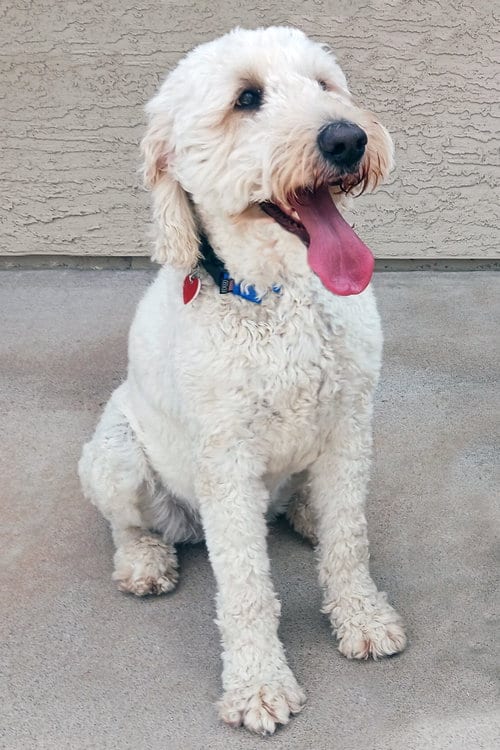 Photo of Atlas, adoptable Golden Retriever in Glendale, Arizona