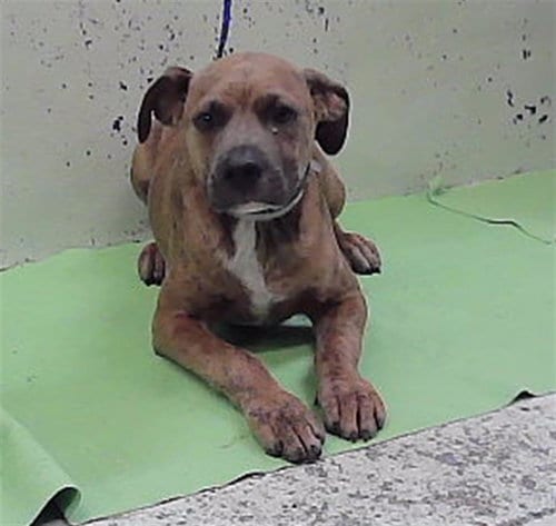 Photo of Abel, adoptable American Staffordshire Terrier in Houston, Texas