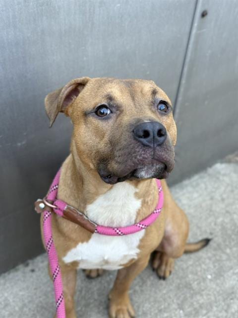 Photo of King, adoptable American Pit Bull Terrier mix in Chicago, Illinois