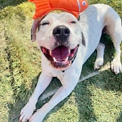 Photo of Mustard, adoptable Pit Bull Terrier in Ventura, California