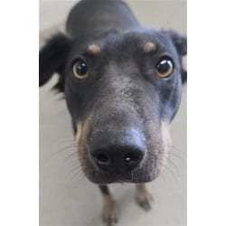 Photo of Mila, adoptable German Shepherd Dog in San Bernardino, California