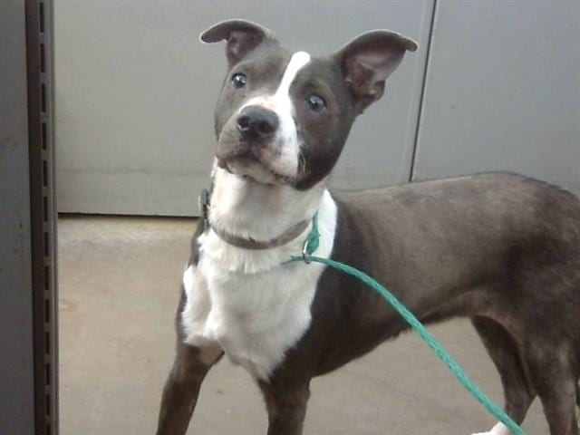 Photo of Dewey, adoptable Mixed Breed