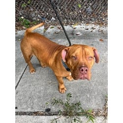 Photo of Bruno, adoptable American Bulldog in Doral, Florida