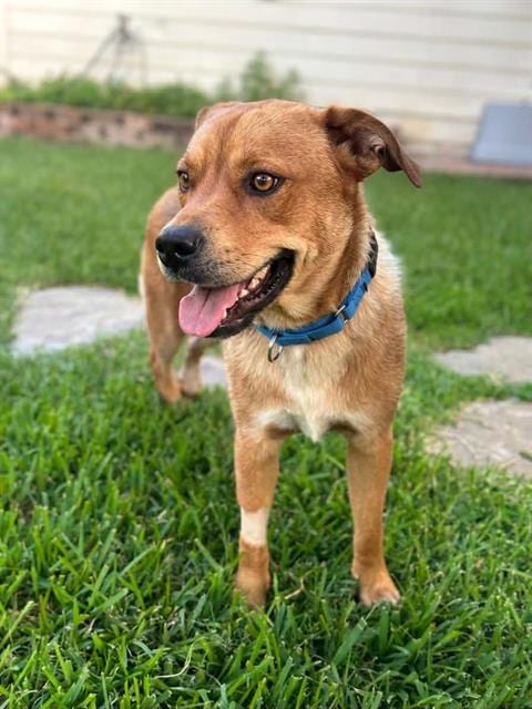 Photo of Milo, adoptable Labrador Retriever in Dallas, Texas