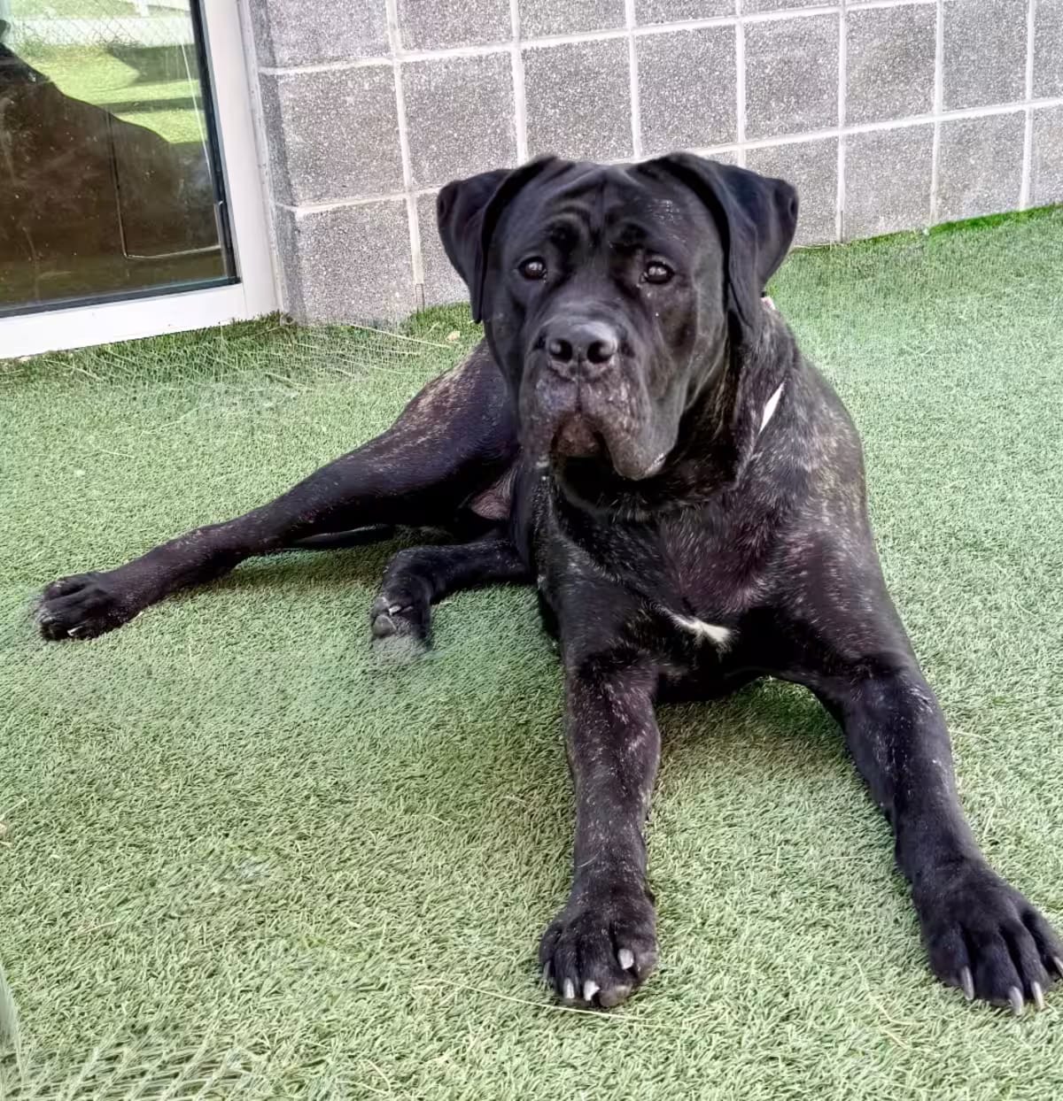 Photo of Kitana, adoptable Cane Corso in Chattanooga, Tennessee