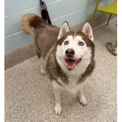 Photo of Sweetie, adoptable Husky in Brighton, Colorado
