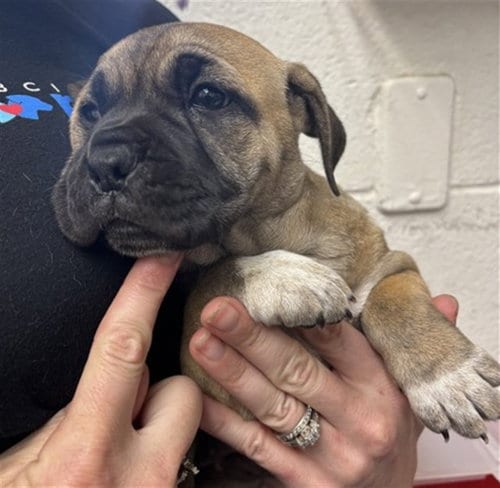 Photo of Jade, adoptable Bulldog in San Bernardino, California