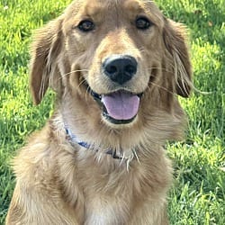 Photo of Caramel, adoptable Golden Retriever in Valley Glen, California