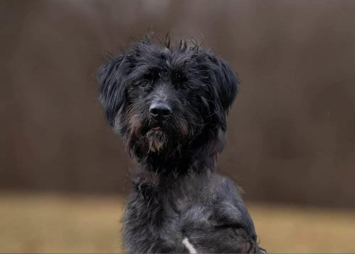 Photo of Hagrid - I’m a tri pawd, adoptable Labrador Retriever in Florence, Kentucky
