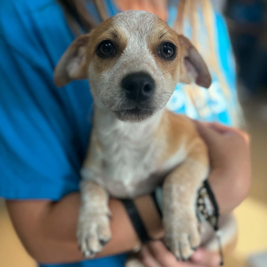 Photo of Edward - Chino Hills Location, adoptable Terrier / Mix