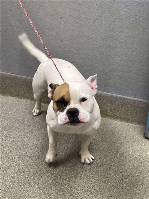 Photo of Hazel, adoptable American Bulldog in Las Vegas, Nevada