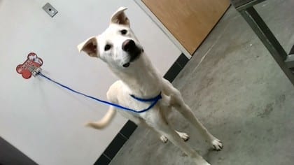 Photo of Daisy, adoptable dog in Farmington, New Mexico