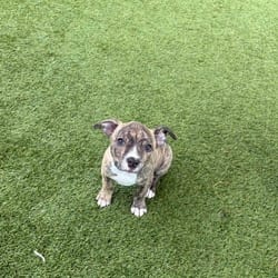 Photo of Torbin 5439, adoptable Staffordshire Bull Terrier Mixed Breed (Medium) in Loxahatchee, Florida
