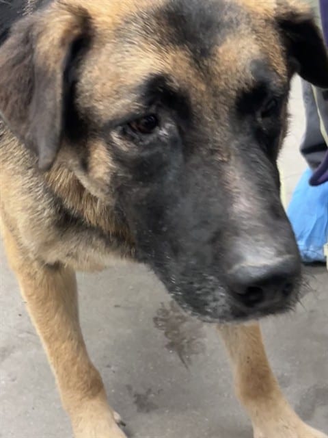Photo of Senior Dog, adoptable dog