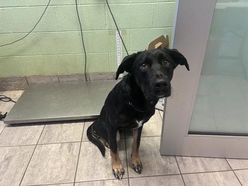 Photo of Mazi, adoptable Siberian Husky in Grand Prairie, Texas