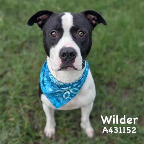 Photo of Wilder, adoptable Pit Bull Terrier in Conroe, Texas