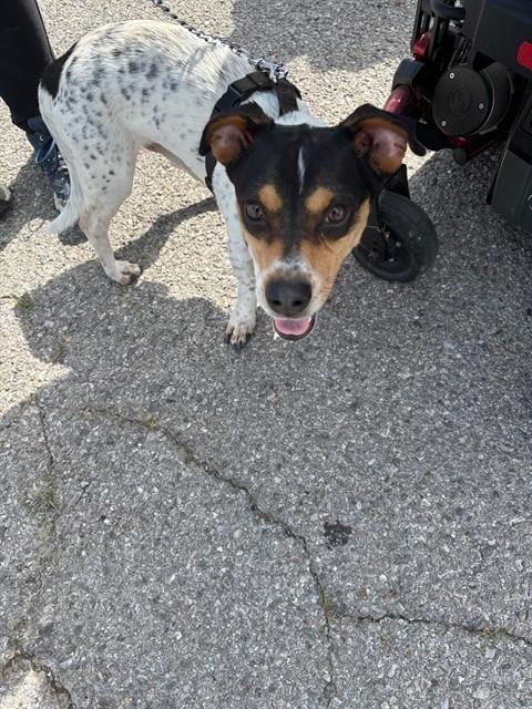 Photo of Jack, adoptable Terrier in Oklahoma City, Oklahoma