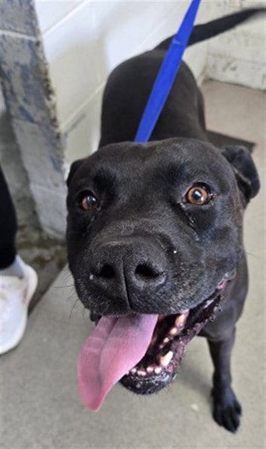 Photo of Mark, adoptable Pit Bull Terrier in San Bernardino, California
