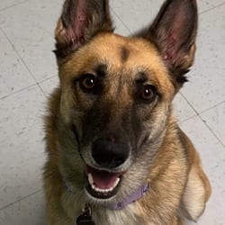 Photo of Sasha BB, adoptable German Shepherd Dog Belgian Malinois in Nashville, Tennessee