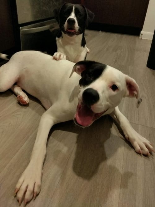 Photo of Marlow, adoptable Retriever in San Antonio, Texas