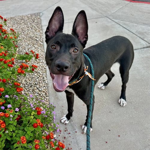 Photo of Pharaoh, adoptable American Pit Bull Terrier in Mesa, Arizona