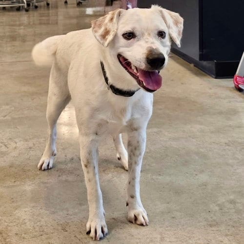 Photo of Speck, adoptable Labrador Retriever in Batavia, Ohio
