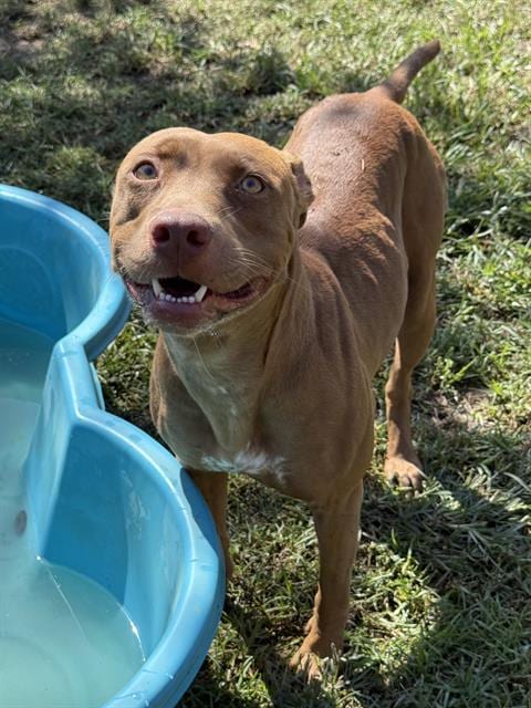 Photo of Venus, adoptable Pit Bull Terrier in Riverside, California
