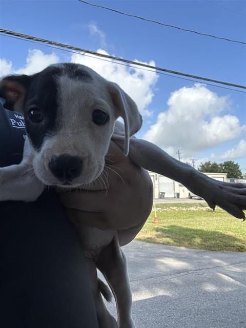 Photo of A661881, adoptable German Shepherd Dog in Houston, Texas