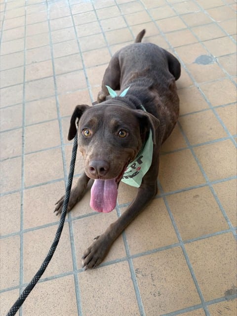 Photo of Charlie, adoptable Labrador Retriever and Australian Kelpie in Bakersfield, California