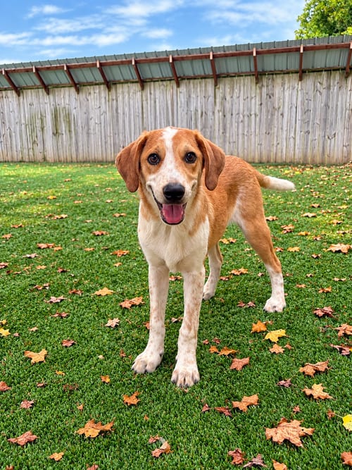 Photo of Jenga (m), adoptable Australian Shepherd in Nashville, Tennessee