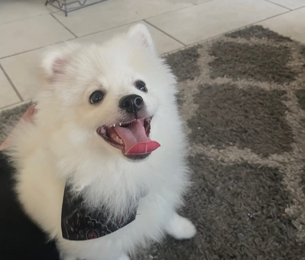Photo of Milo, adoptable Pomeranian in Dana Point, California
