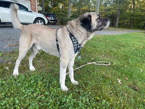 Photo of Oso, adoptable Anatolian Shepherd in Herndon, Virginia