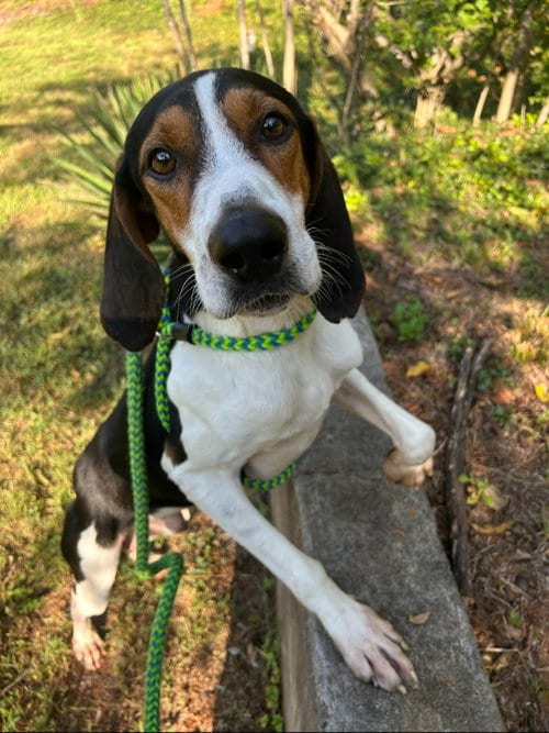Photo of Ford, adoptable Hound in Lovingston, Virginia
