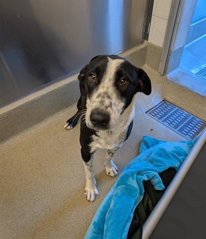 Photo of Dottie, adoptable Border Collie in San Martin, California