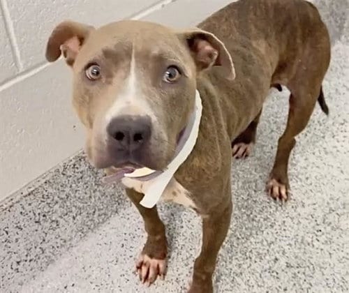 Photo of Amelia, adoptable American Pit Bull Terrier in Houston, Texas