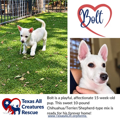 Photo of Bolt, adoptable Chihuahua in Lillian, Texas