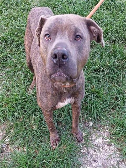 Photo of Celeste, adoptable American Staffordshire Terrier in Fort Lauderdale, Florida
