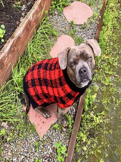 Photo of Sadie, adoptable Staffordshire Bull Terrier in Stockton, California