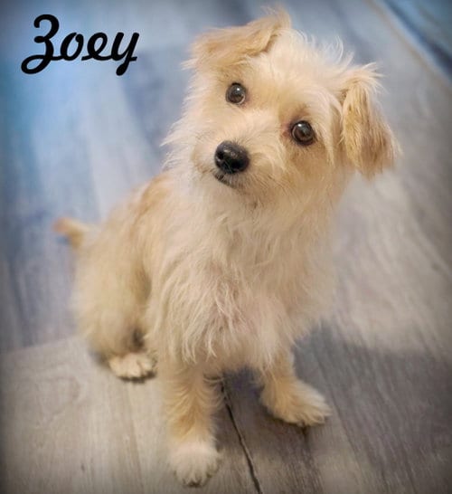 Photo of Zoey, adoptable Poodle (Miniature) in Chino Hills, California